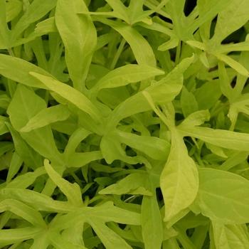 Ipomoea Lobed Green