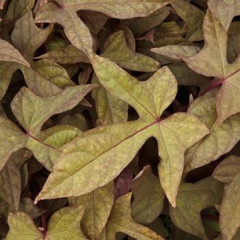 Ipomoea Bronze