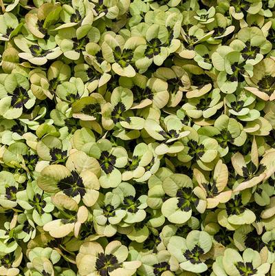 Trifolium 4 Luck® Dark Eye