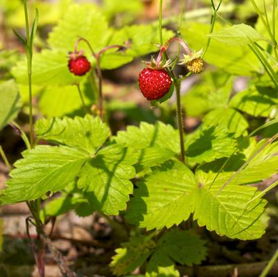 Fragaria vesca 