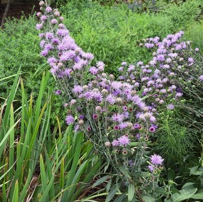 Liatris scarisoa var. nieuwlandii 
