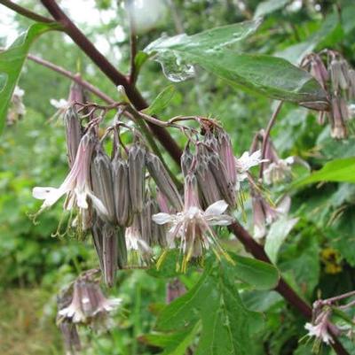 Prenanthes alba 