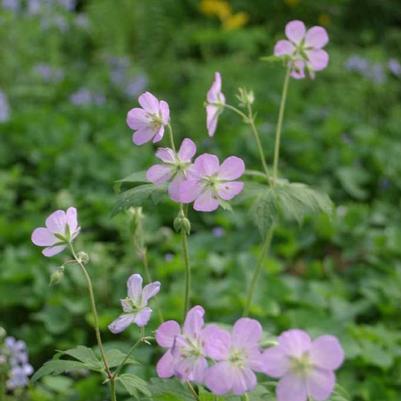 Geranium maculatum 