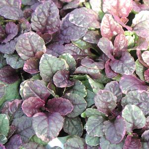 Ajuga 'Burgundy Glow' Ajuga 'Burgundy Glow'