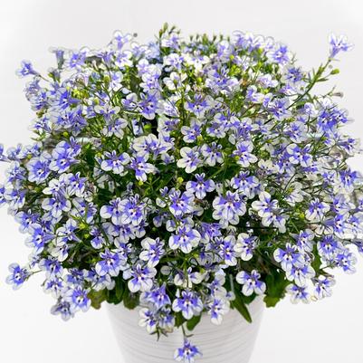 Lobelia Stratus Delft Blue