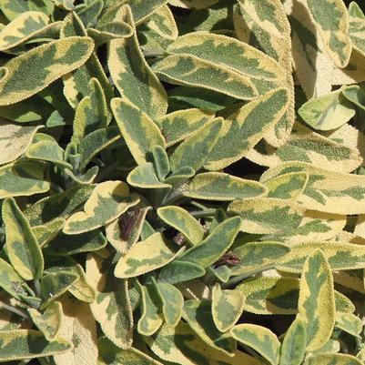 Sage Berggarten variegated