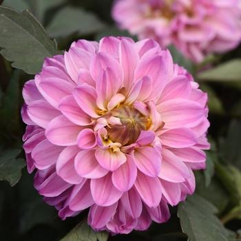 Dahlia City Lights™ City Lights™ Lavender Pink