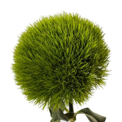 Dianthus Kiwi Mellow Cool