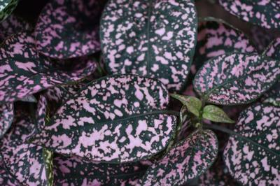 Hypoestes Lotty Dotty Pink