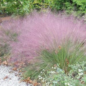 Muhlenbergia capillaris Pink Hair Grass