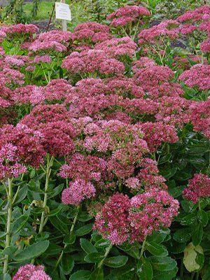 Sedum