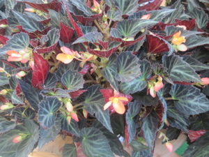 Begonia boliviensis