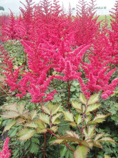 Astilbe chinensis
