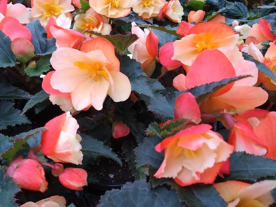 Begonia