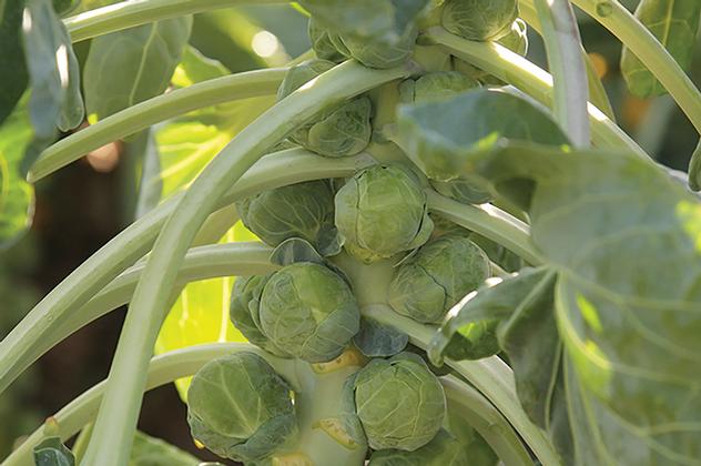 Brussels Sprouts