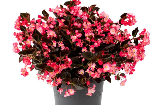 Begonia