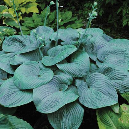 Hosta