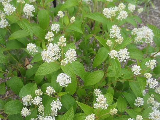 Courtesy Missouri Botanical Garden Plant Finder