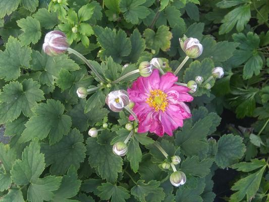 Anemone hupehensis 'Curtain Call Pink' - Japanese Anemone from Rush Creek Growers