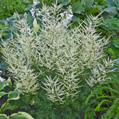 Aruncus