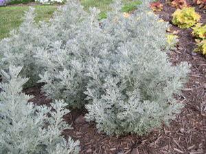 Artemisia 'Parfum d' Ethiopia'
