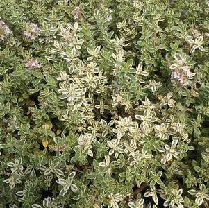 Thyme 'Silver King'