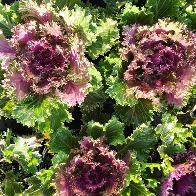 Flowering Kale 'Glamour Red'