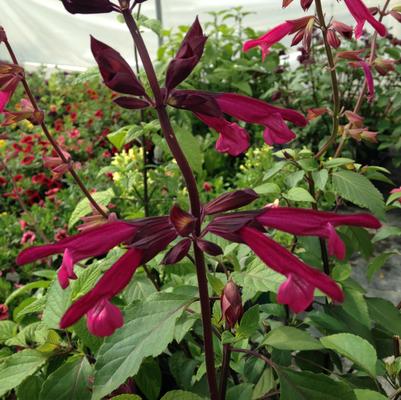 Salvia hybrid 'Love and Wishes'