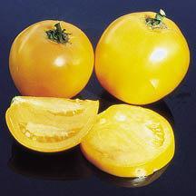 Tomato 'Lillian's Yellow'