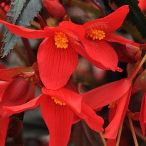 Begonia boliviensis 'Mistral® Dark Red'