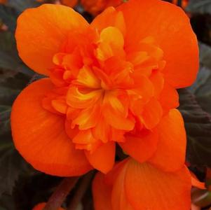 Begonia 'I'CONIA® Portofino Hot Orange'