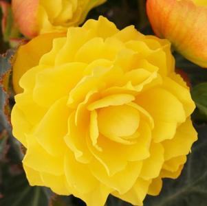 Begonia 'I'CONIA® Portofino Yellow'