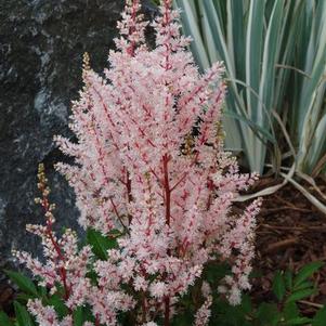Astilbe chinensis 'Look at Me'