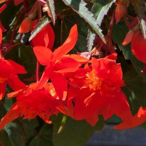 Begonia boliviensis 'Mistral™ Orange Double'