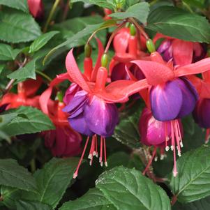 Fuchsia 'Windchimes® Upright Rose/Purple'