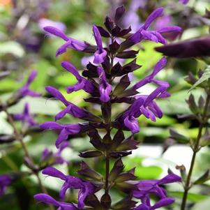 Salvia guaranitica 'Purple & Bloom'