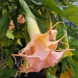 Brugmansia 'Tickled Pink'