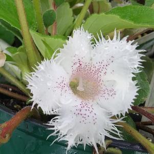 Alsobia dianthiflora 'Lace Flower'