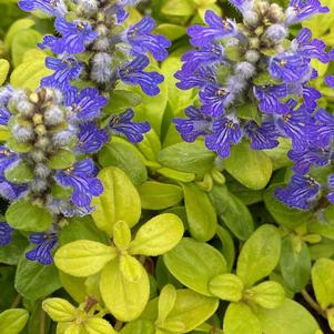 Ajuga tenorei 'Feathered friends™ Cordial Canary'