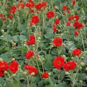 Geum 'Double Bloody Mary'