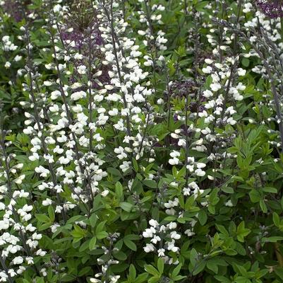 Baptisia alba 