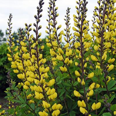 Baptisia Prairieblues Sunny Morning