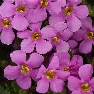 Bacopa MegaCopa Pink