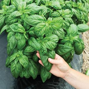 Basil Prospera® Compact