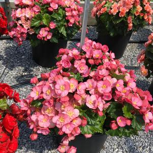 Begonia Begonia Dreams® MacaRose