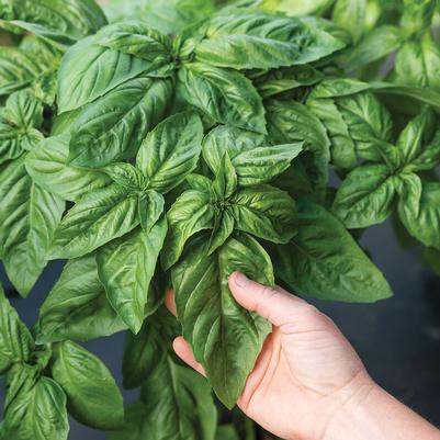 Basil Prospera® Italian Large Leaf