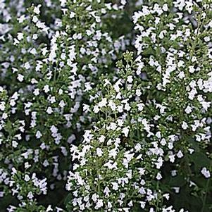 Calamintha nepeta Montrose White