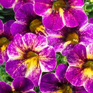 Calibrachoa Chameleon® Blackberry Pie