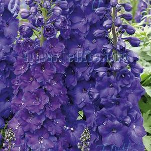 Delphinium elatum F1-Hybr New Millennium™ Pagan Purples