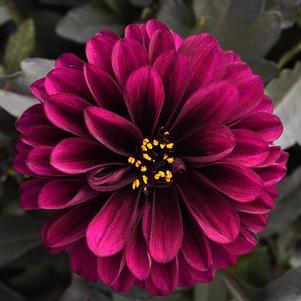 Dahlia CityLights™ Purple